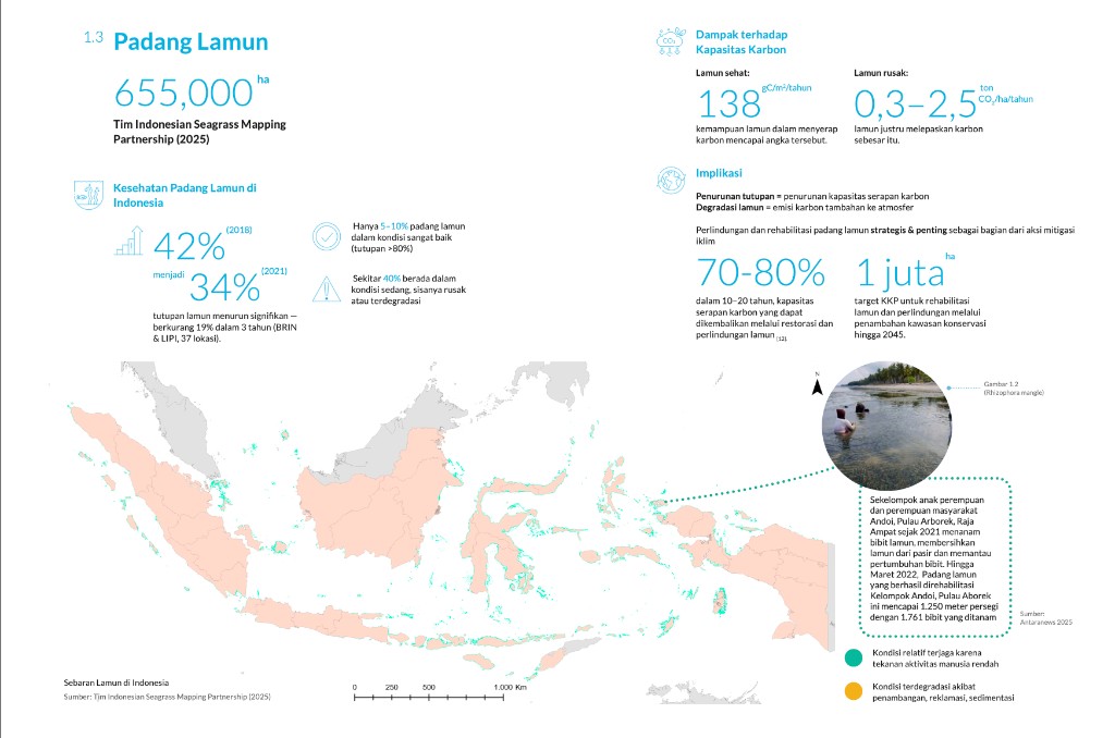 Infografis potensi padang lamun di Indonesia